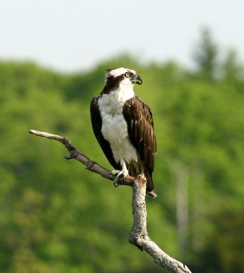 A black and white bird perched on a tree branch
