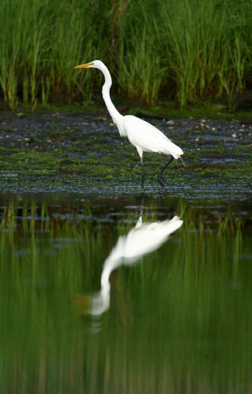 A white bird is standing in the water and its reflection is in the water.