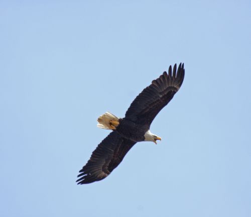 A bald eagle is flying through a blue sky