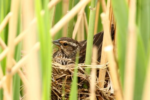 A small bird is sitting in a nest of tall grass.