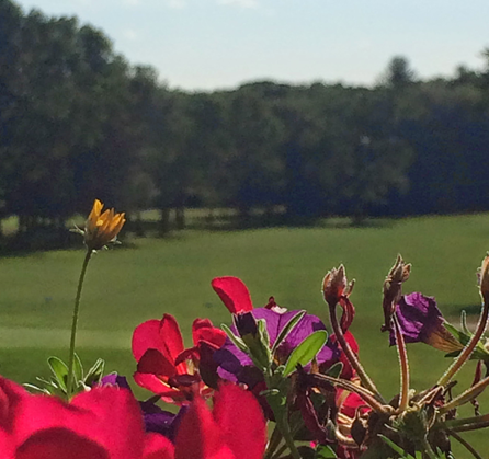 A bunch of red and purple flowers with trees in the background