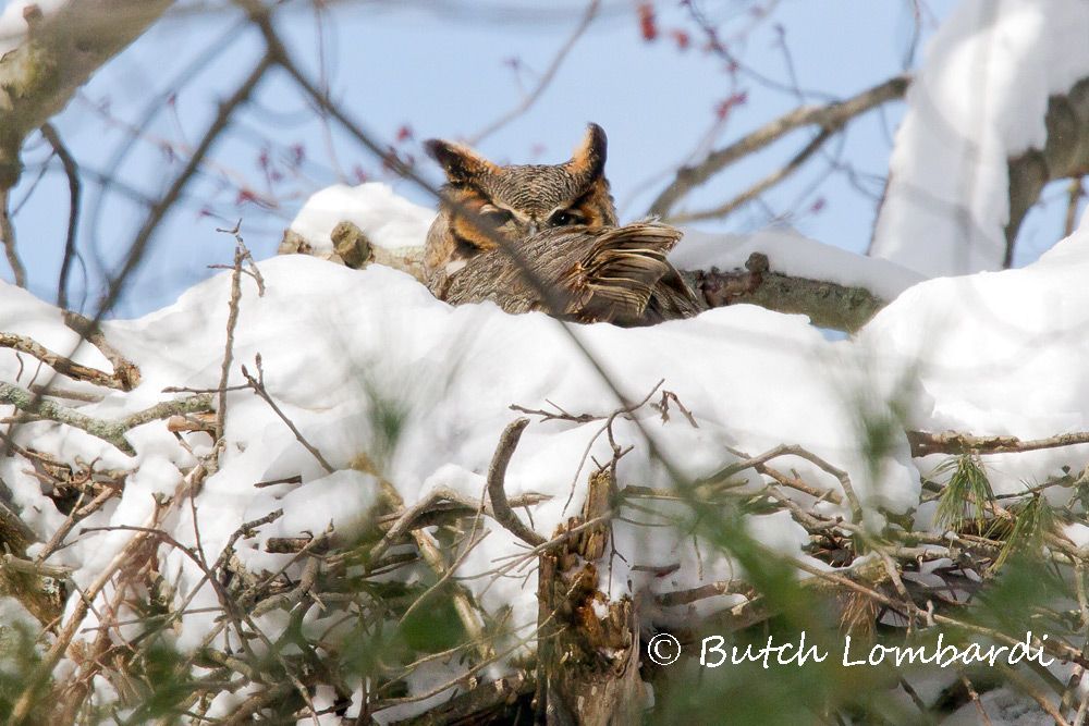 A cat is laying in the snow on a tree branch