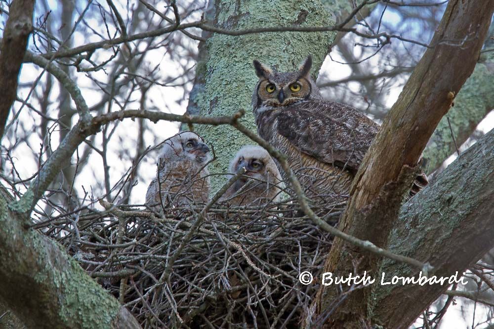 Three owls are sitting in a nest in a tree.