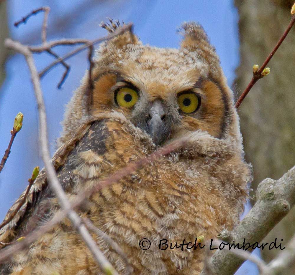 A close up of an owl with a photo by butch lombardi