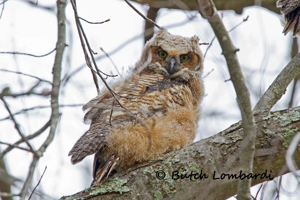 A baby great horned owl perched on a tree branch