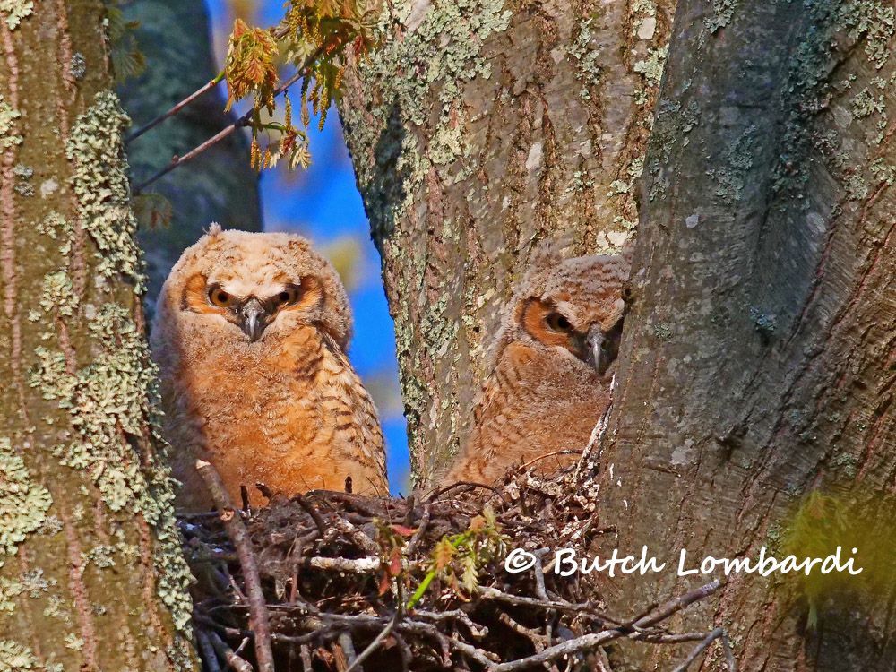 Two owls are sitting in a nest under a tree.