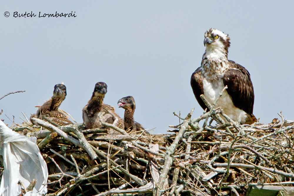 An osprey standing on top of a nest with three chicks