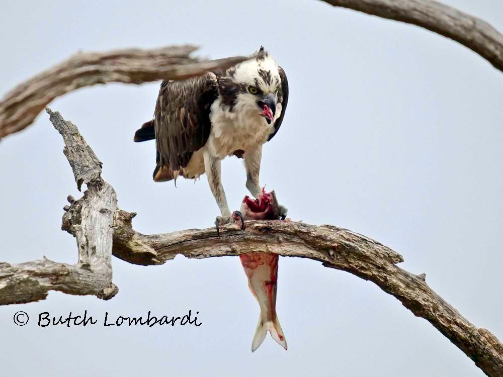 A bird is perched on a tree branch with a fish in its beak.