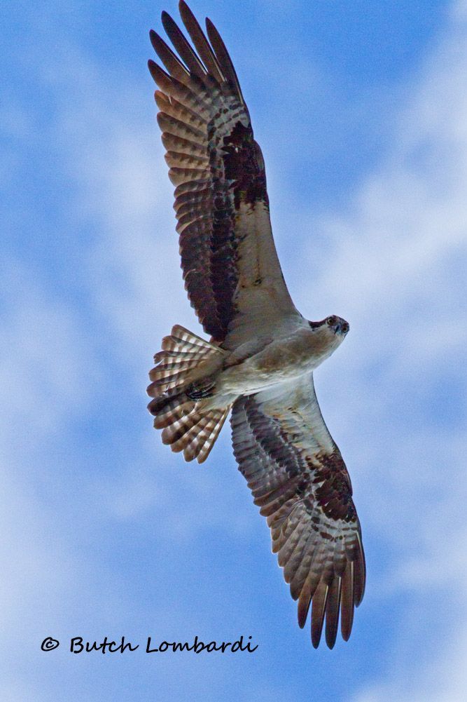 A picture of an osprey flying in the sky by butch lombardi