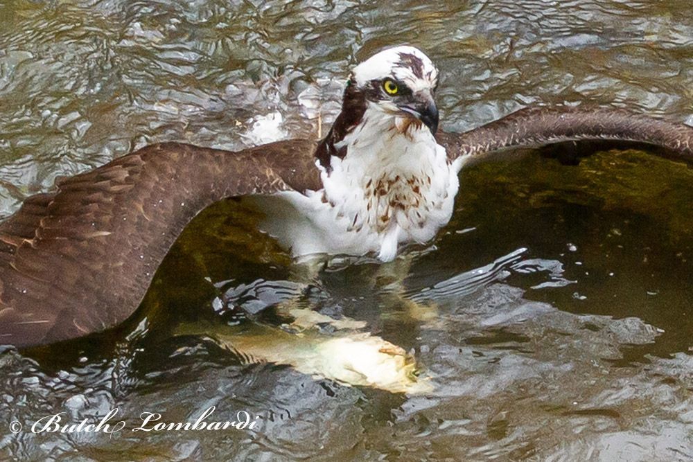 An osprey is holding a fish in its beak in the water