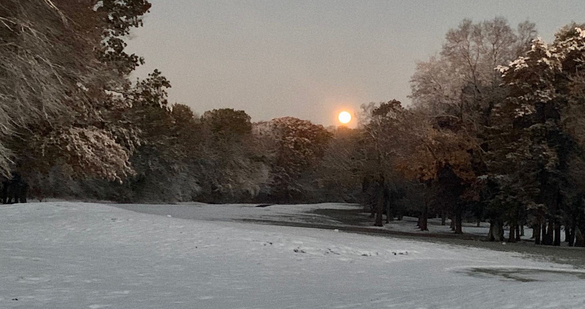 A snowy forest with the sun shining through the trees