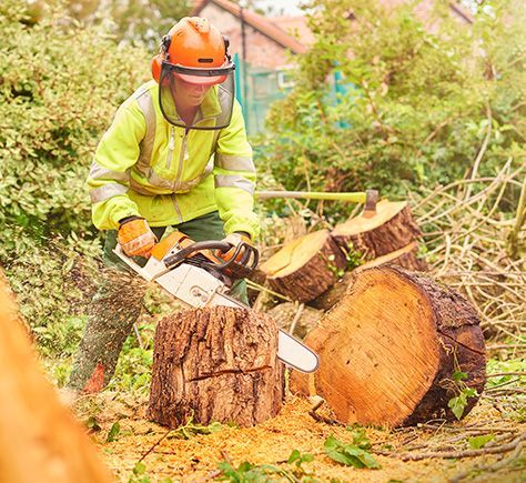 Tree Removal