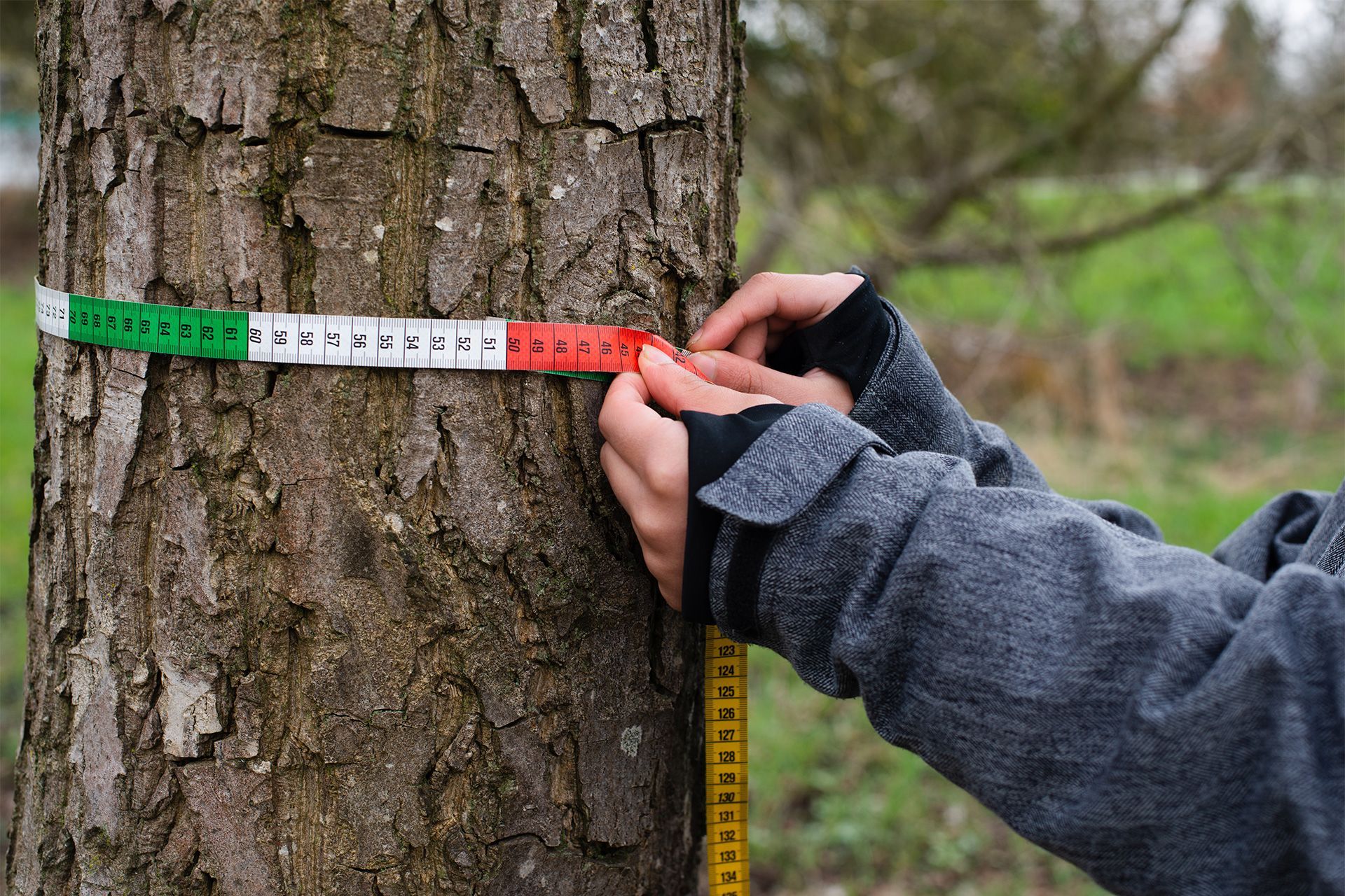 Tree Measurement