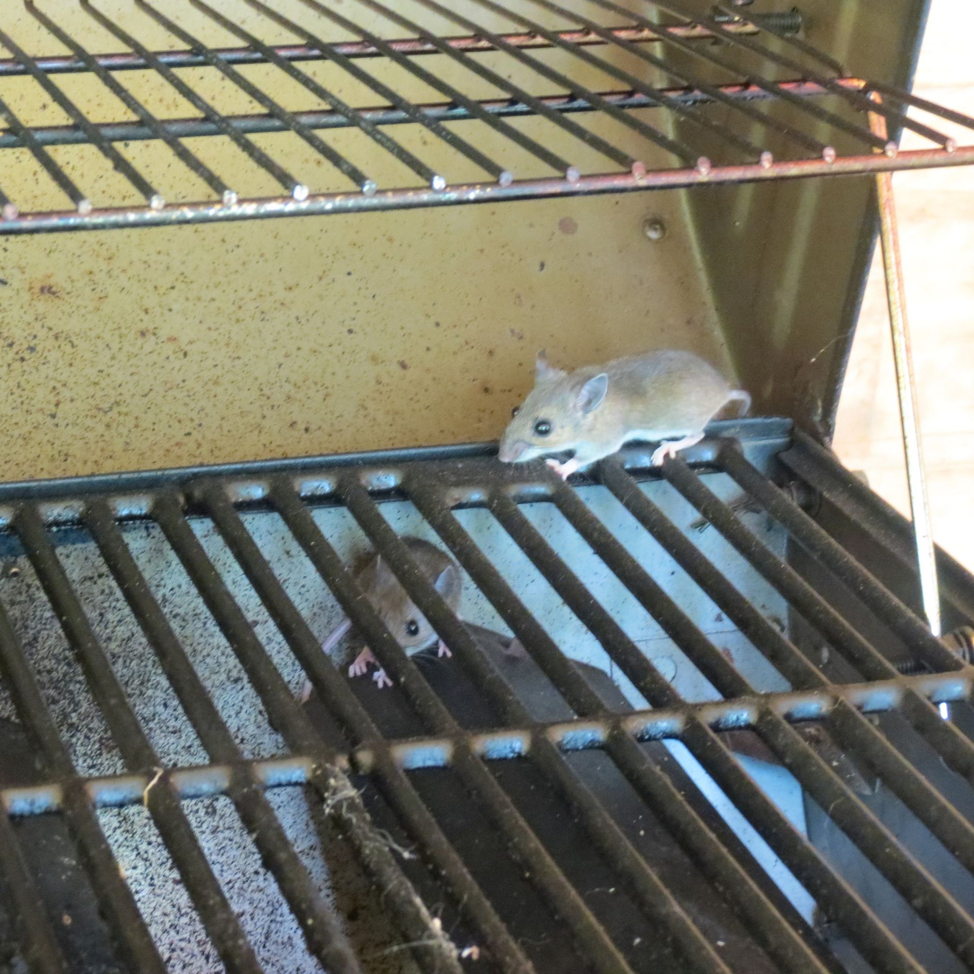 Keeping Mice Out of Your Home