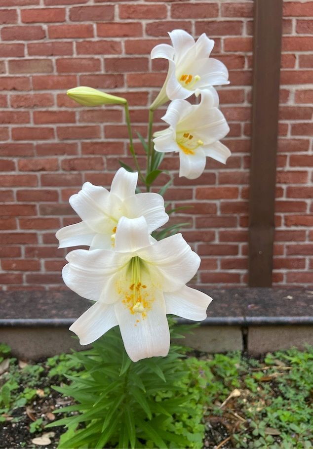 A bunch of white flowers are growing in front of a brick wall.