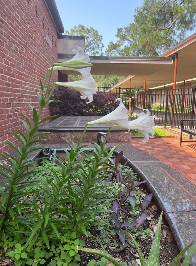 A white lily is growing in a garden in front of a brick building.
