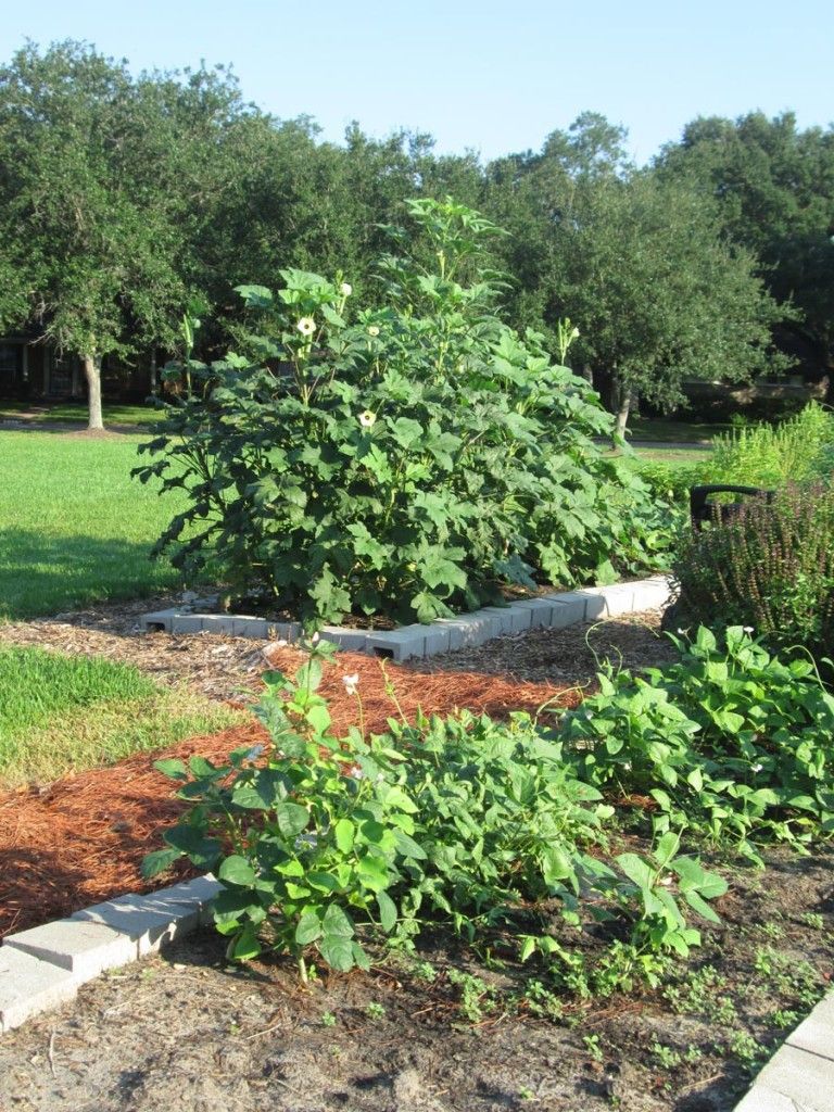 A garden with lots of plants and trees in the background