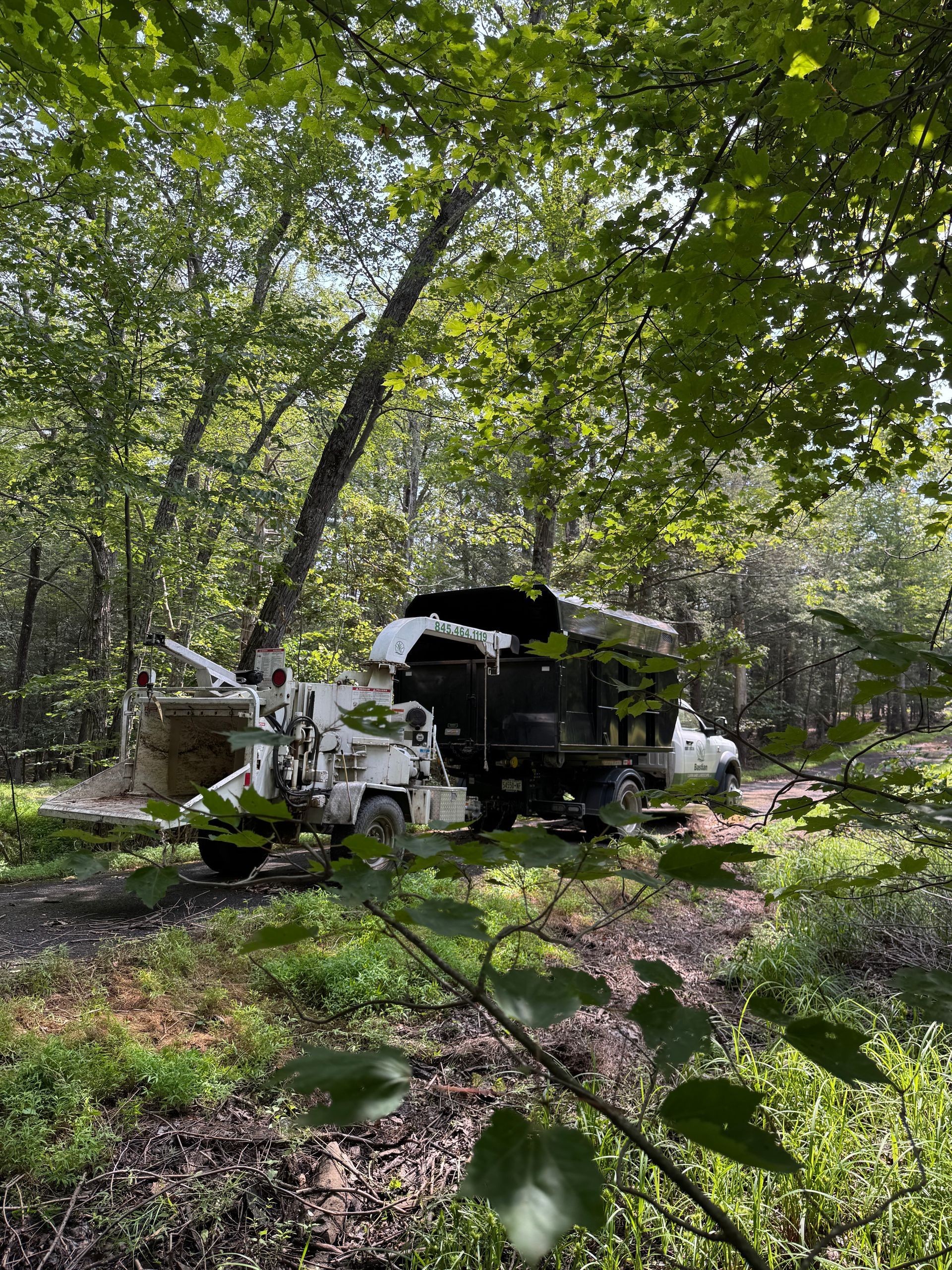 White tree trimming truck in a forest clearing, reaching up to cut a tall tree.