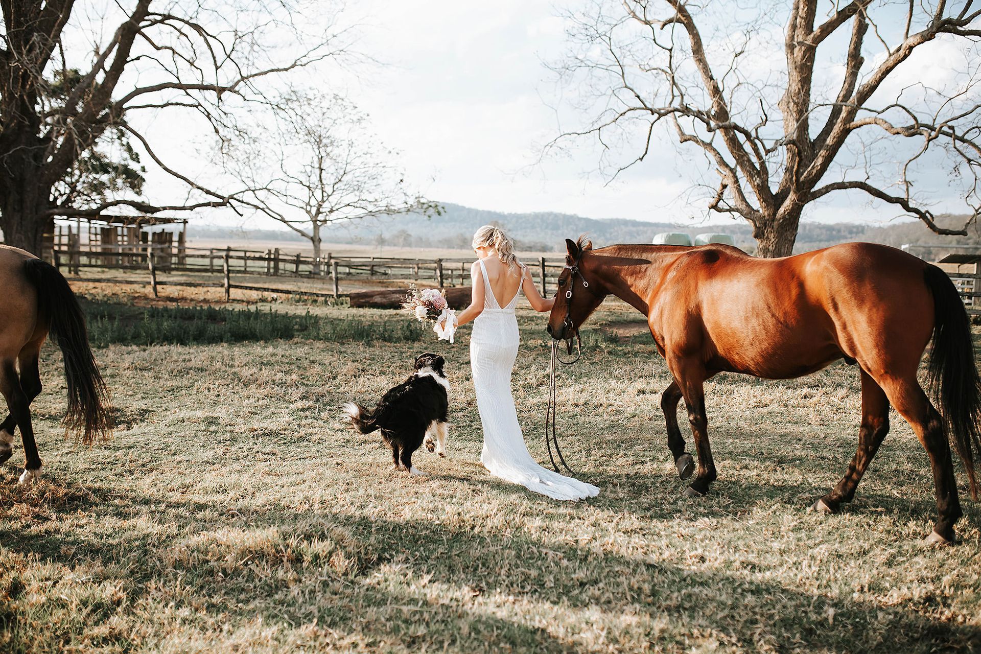 Bride in a white dress with a dog and horses walking through a field on a sunny day in Northern NSW