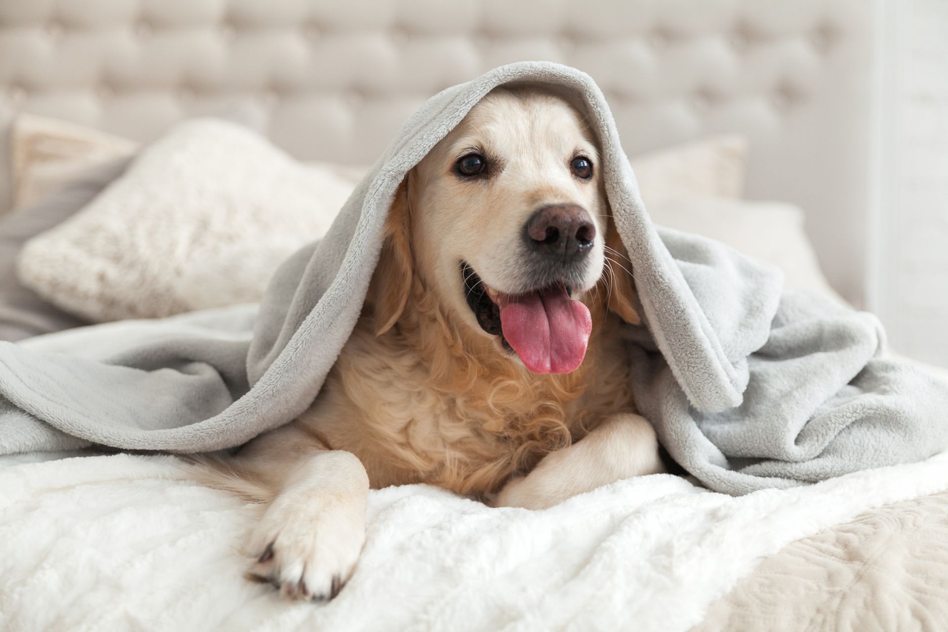 A dog is laying on a bed under a blanket.