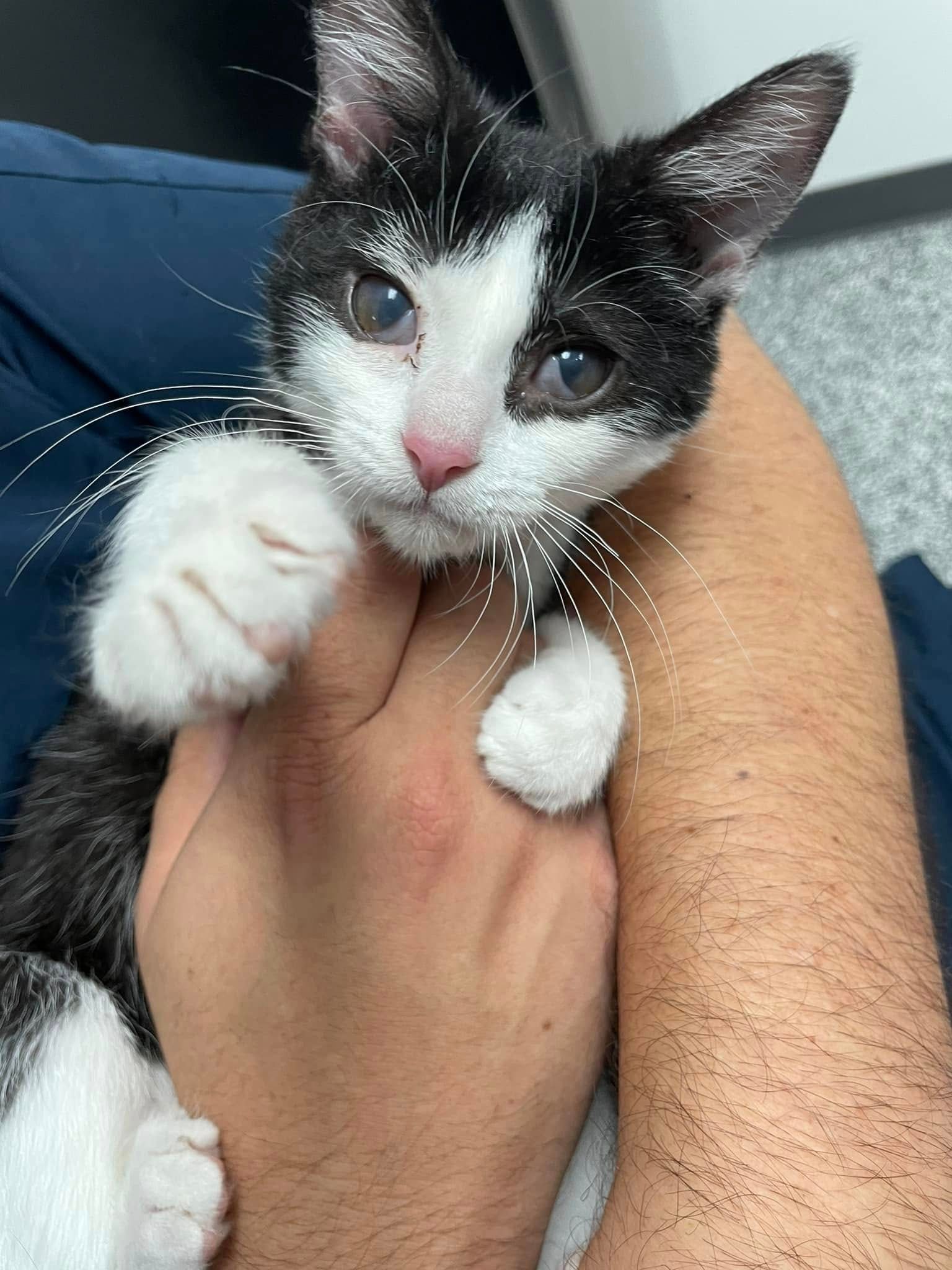 A person is holding a black and white kitten in their arms.