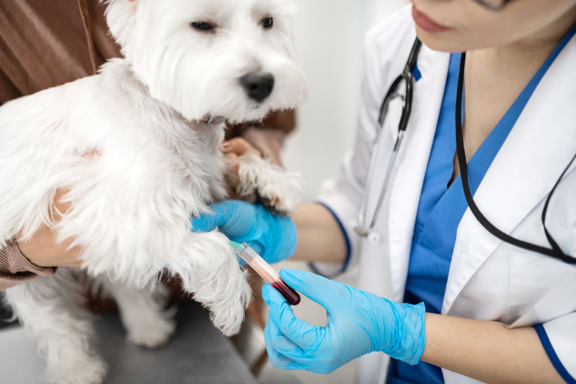 Routine Bloodwork | Davison, MI | Pet Care Plus