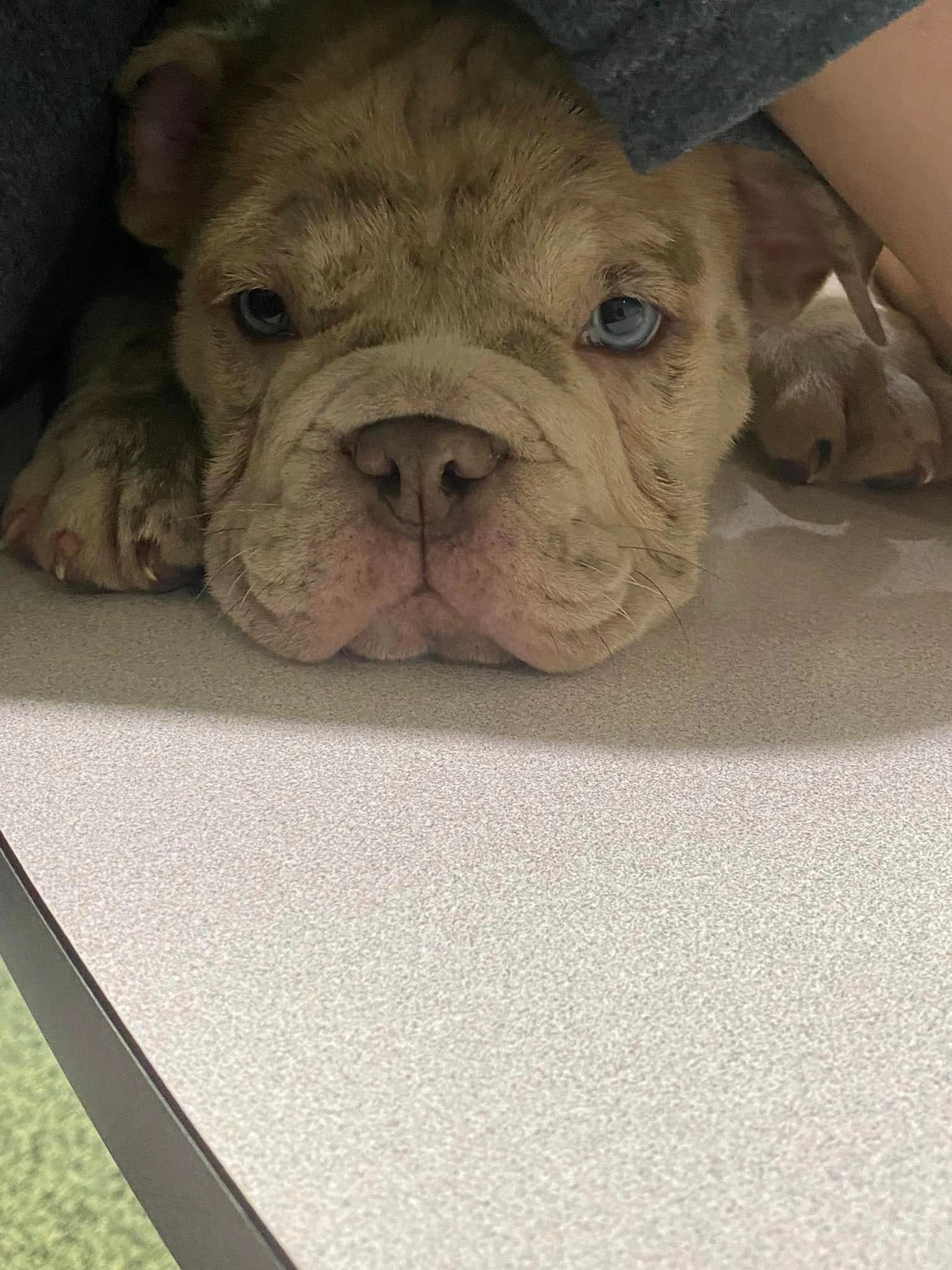 A bulldog puppy is laying under a person 's feet on a table.