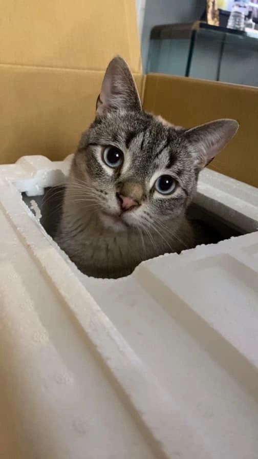 A cat is sticking its head out of a cardboard box.
