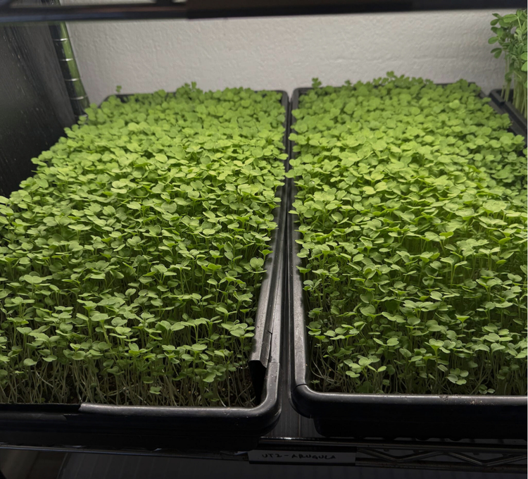 Two trays of densely packed, vibrant green microgreens growing under a light.