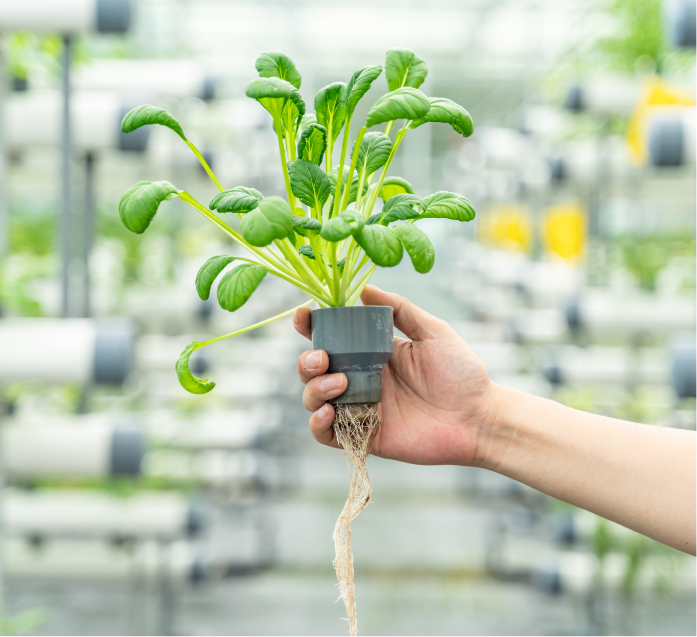 Hand holding a hydroponically grown plant with visible roots, set in a greenhouse.