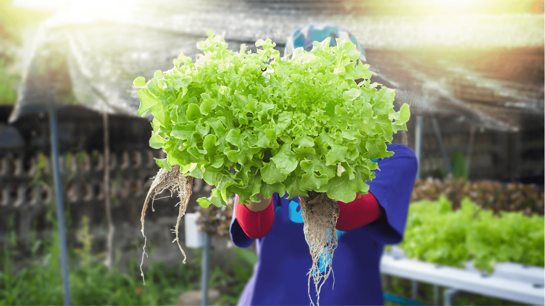 Person holding a bunch of leafy green lettuce with visible roots in a hydroponic garden.