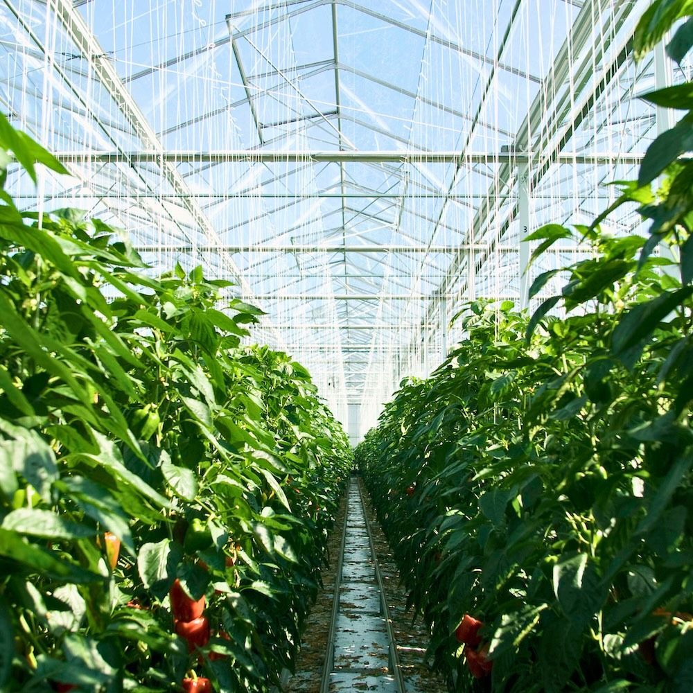 Rows of green plants growing inside a greenhouse with a clear, sunny roof. Horticultural solutions.