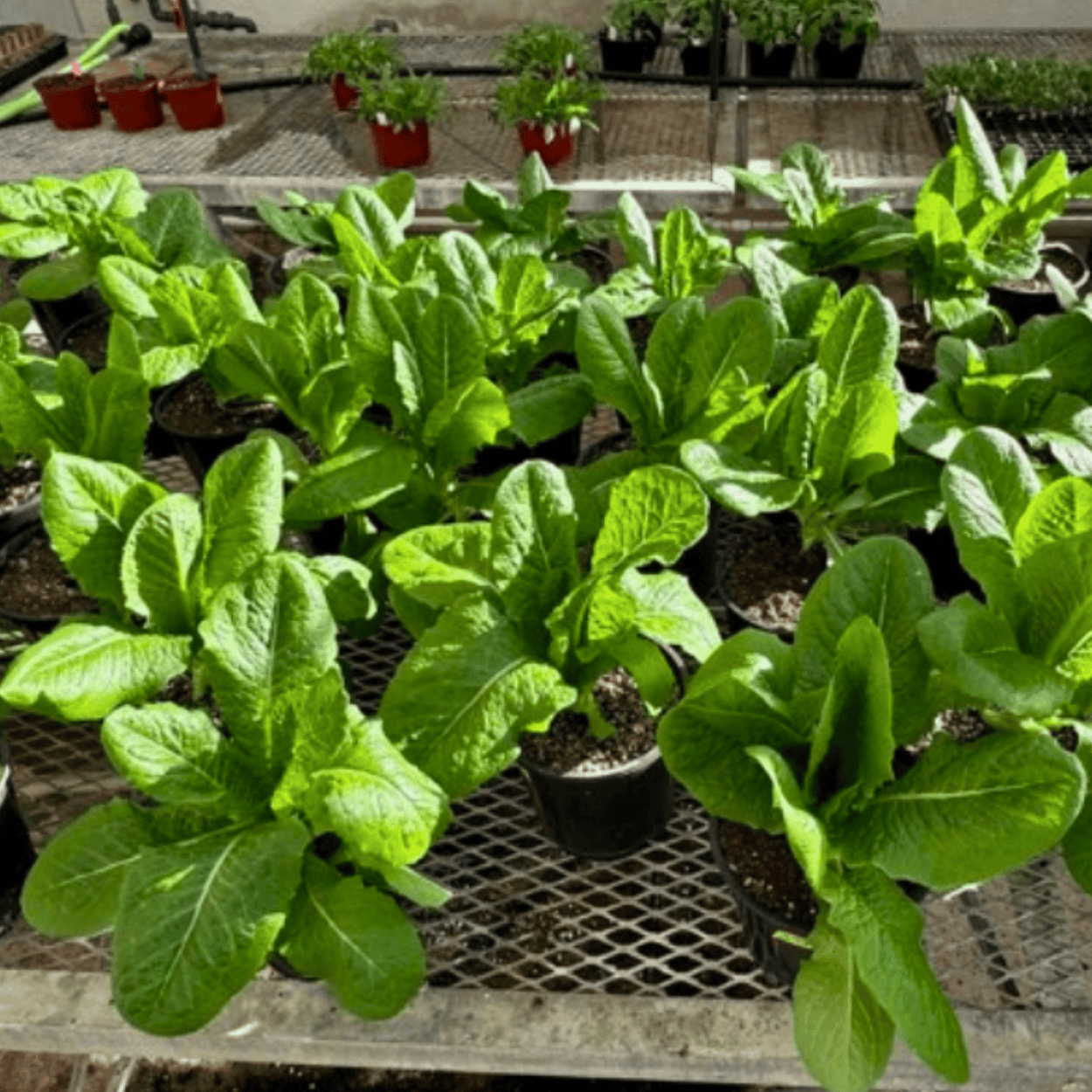 Lettuce seedlings in black pots on a metal tray, greenhouse setting.