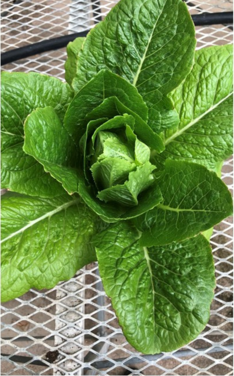 Green romaine lettuce growing on a wire mesh surface.
