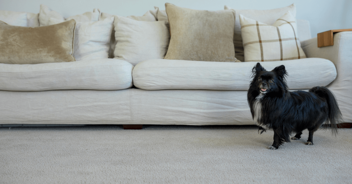 Carpet Protector Tauranga Fabric Protection soil guard BOP