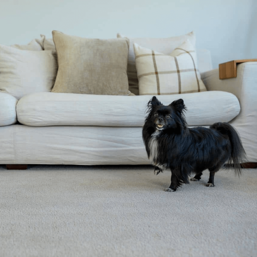 Dog stepping on clean carpet - Bay Carpet Cleaning Tauranga
