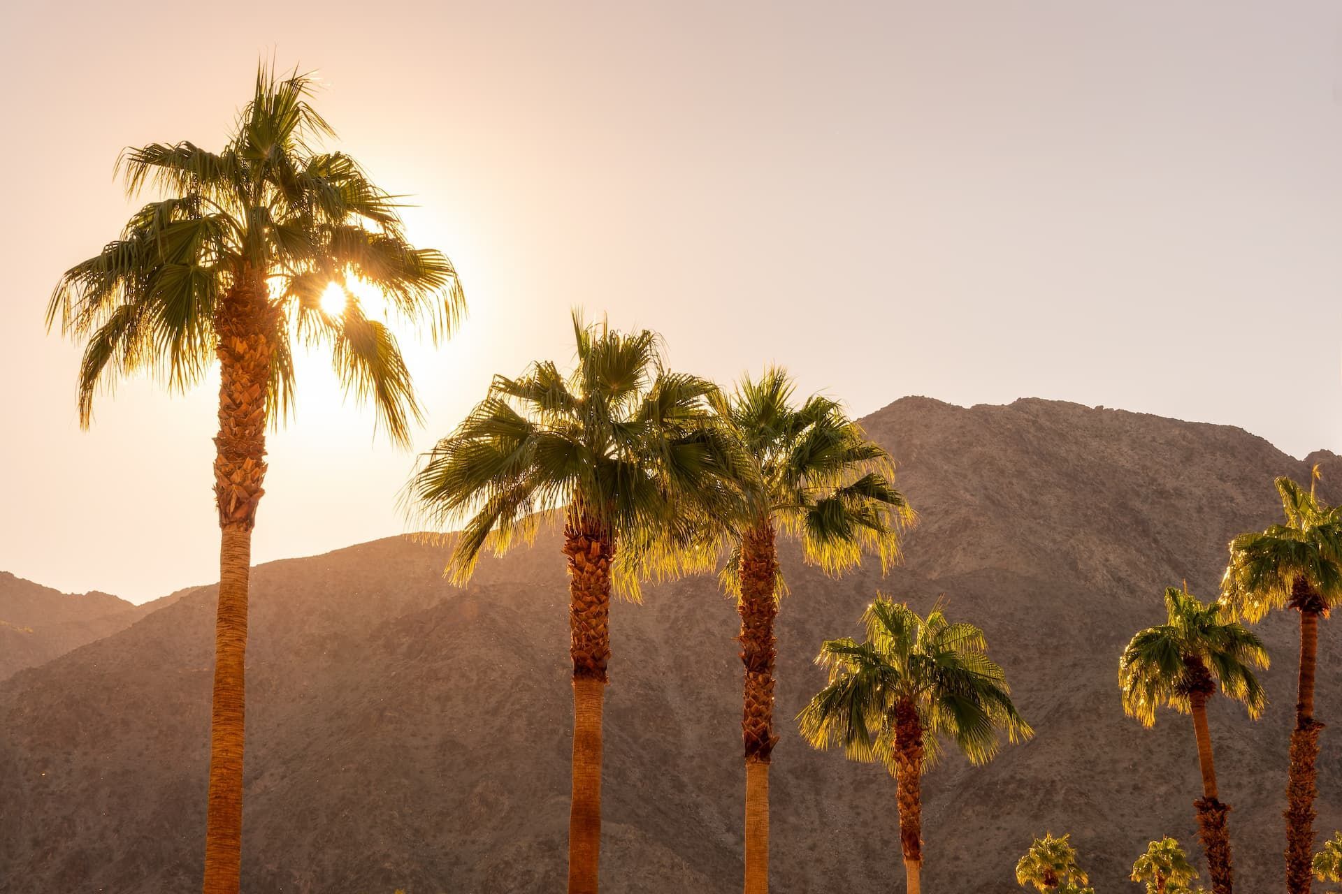 Palm trees silhouetted against a glowing sunset over desert mountains.