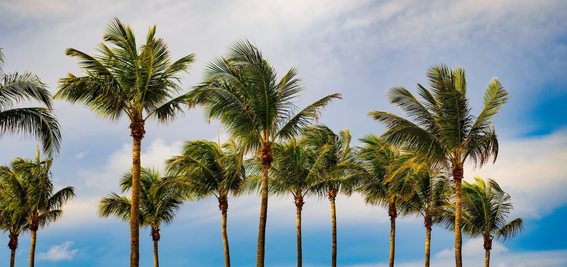 Palm trees swaying against a blue sky over a calm ocean beach.