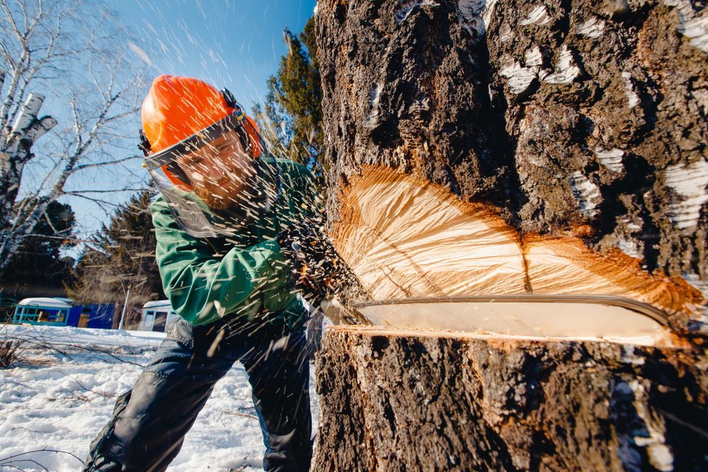 Woodcutter Lumberjack is Man Sawmill Saws Tree — Book Tree Removal in Townsville, QLD