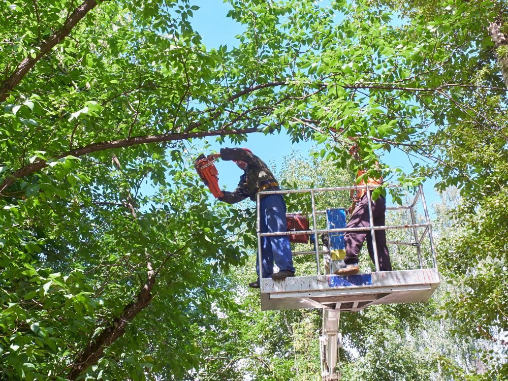 View on Workers Cutting Tops of the Trees by Chainsaw — We Provide Pruning & Seed Removal in Townsville, QLD