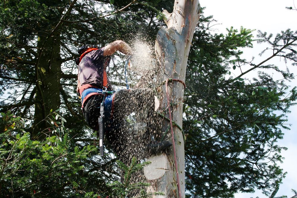 Sawdust Flies as Tree-surgeon Saws Through Eucalyptus — Your Local Arborist in Townsville, QLD