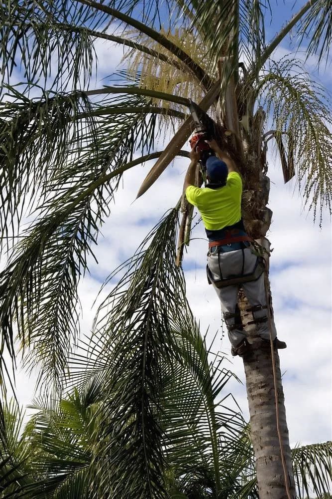Tree Loper Using Chainsaw to Cut the Branches on Palm Tree — Gibson Tree Services in Deeragun, QLD