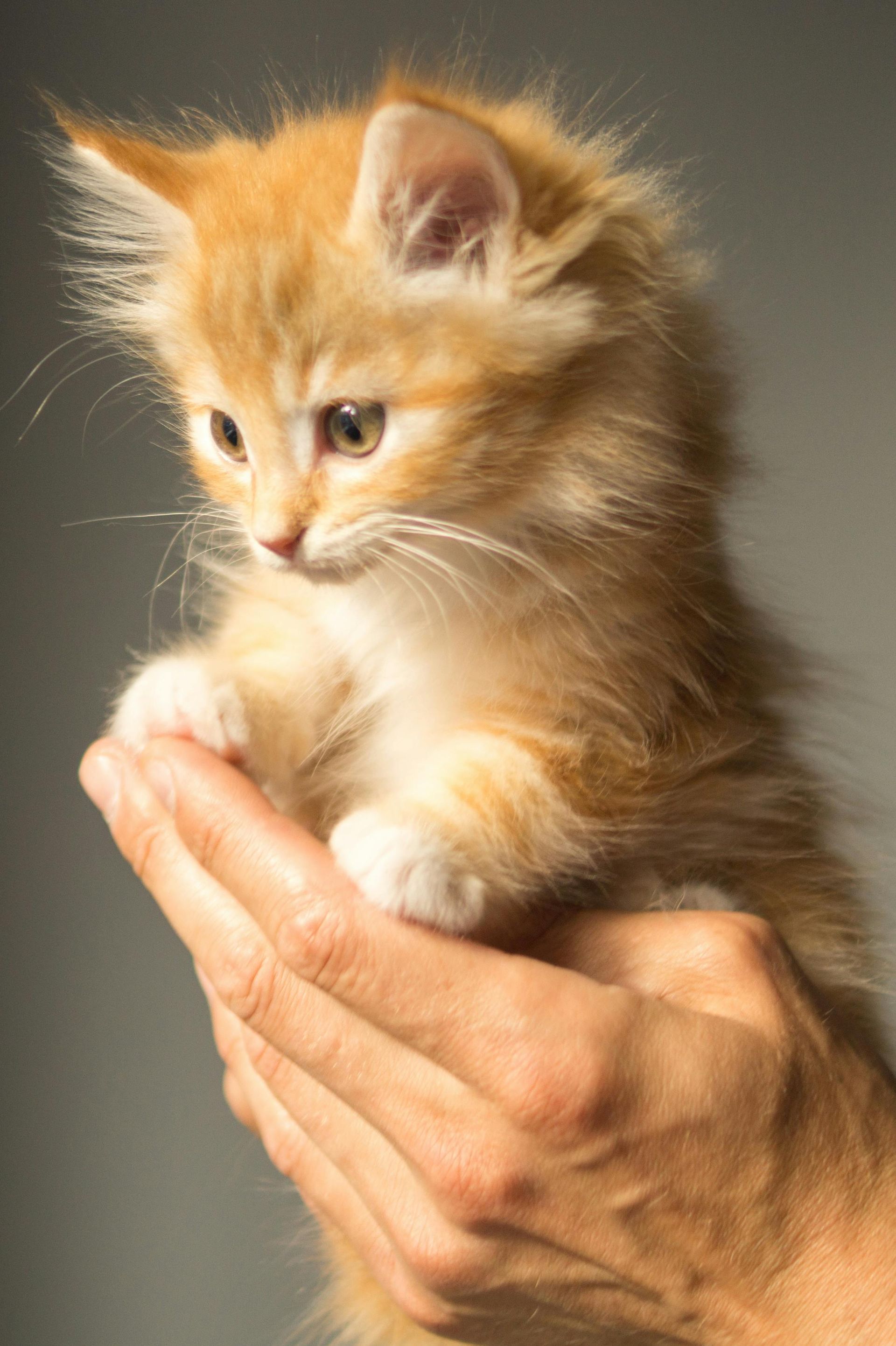 A fluffy, orange tabby kitten being held in a person's hands against a gray background.