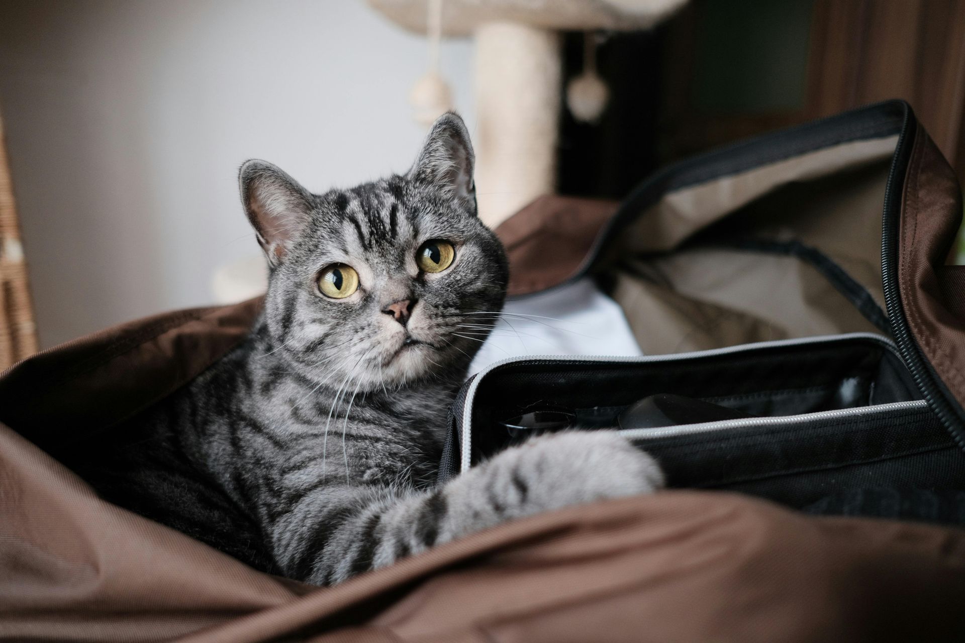A grey and black tabby cat with wide yellow eyes rests inside an open brown travel bag.