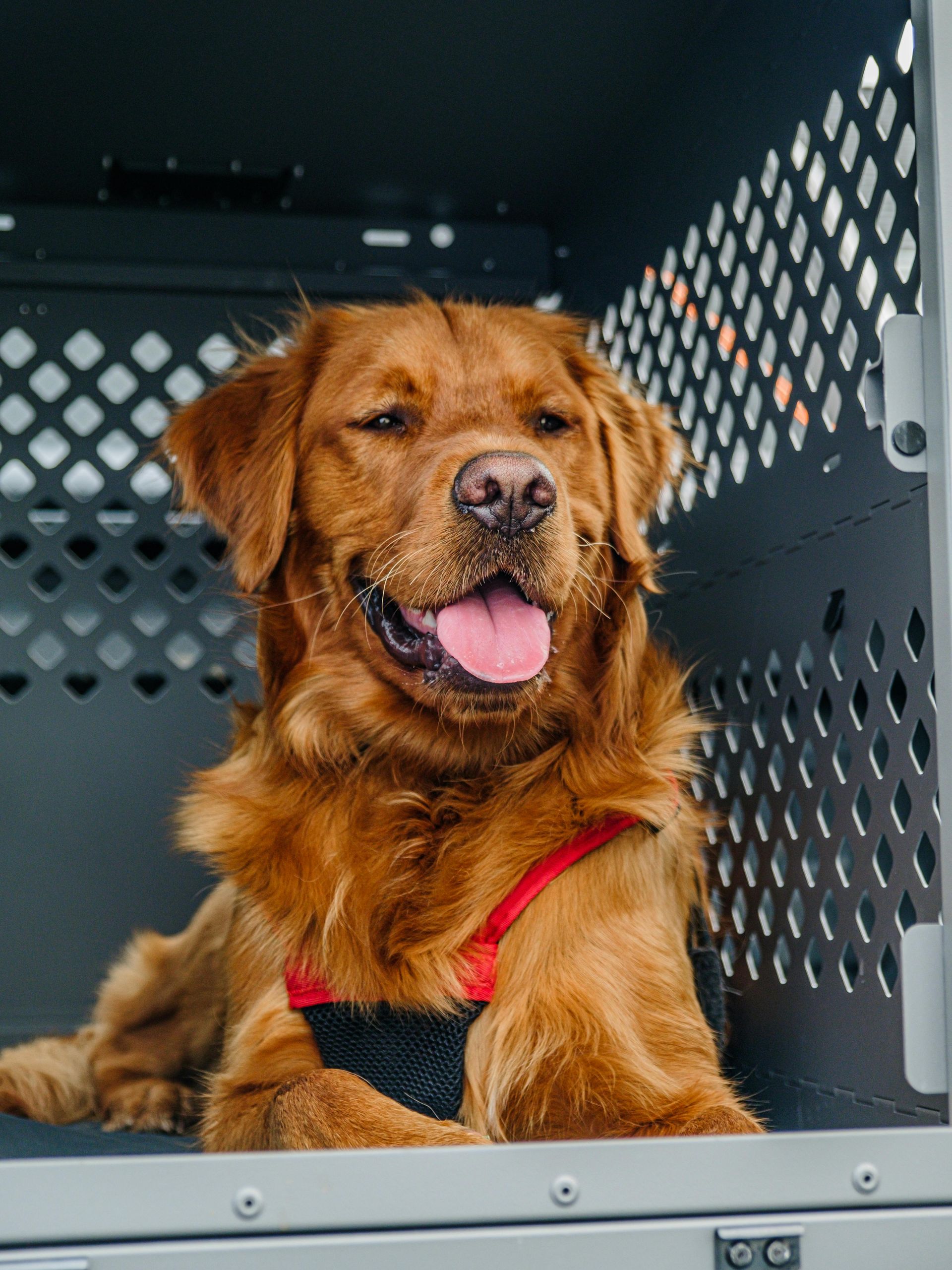 A golden-brown dog wearing a red harness sits inside a dark metal transport crate, tongue out with a happy expression.