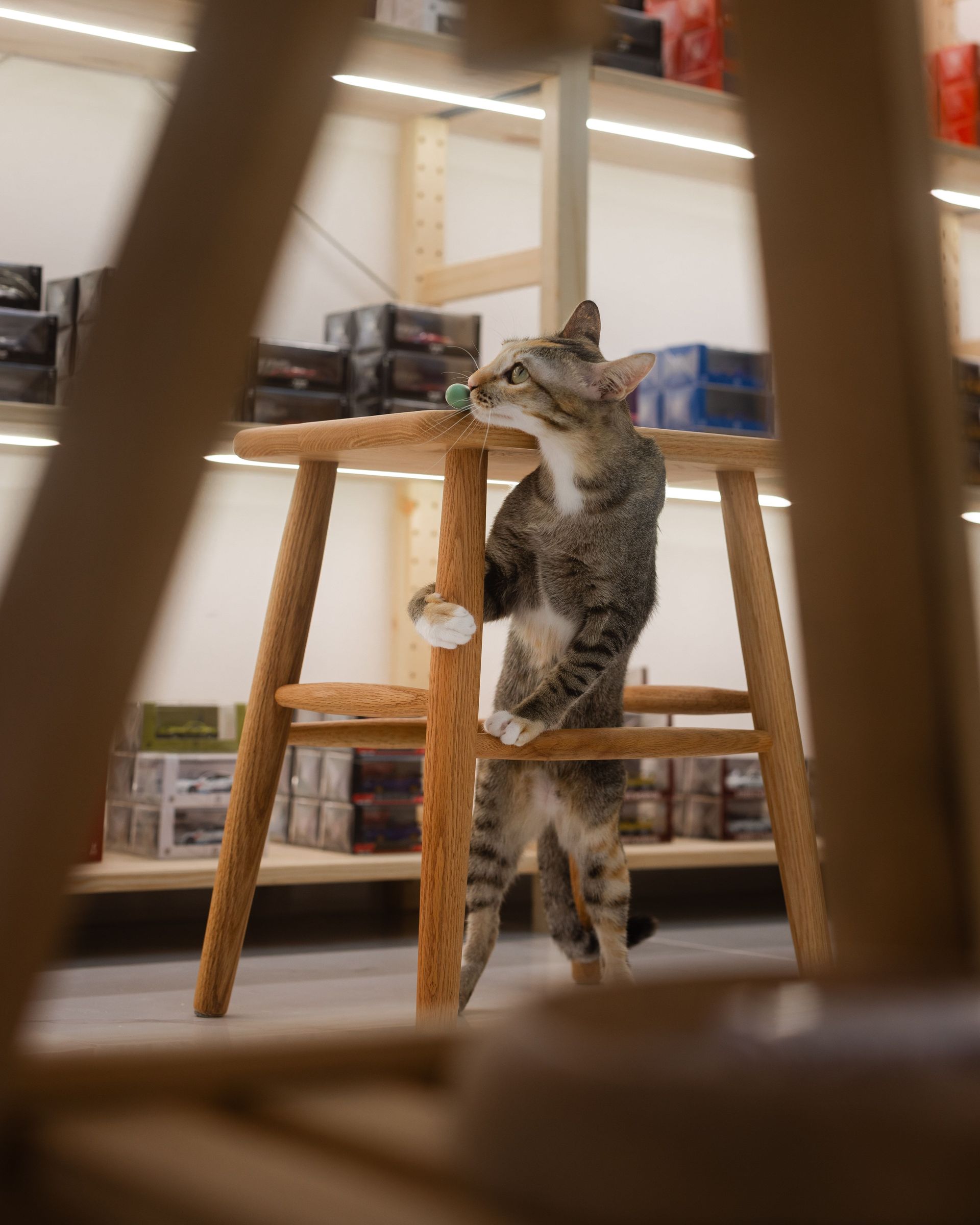 Cat standing on hind legs on a stool in a store aisle, looking upward.