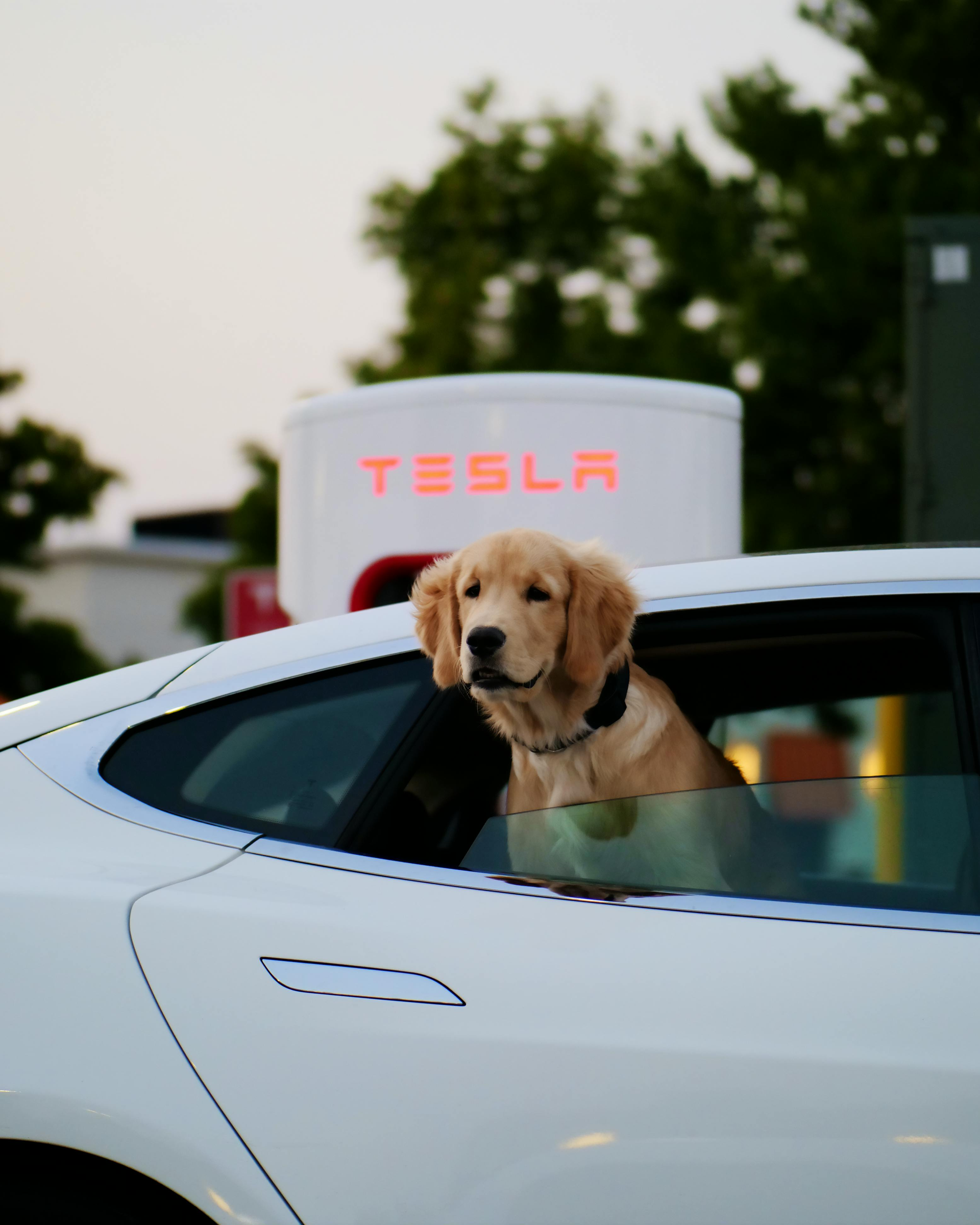 A golden dog looking out the window of a white Tesla parked at a charging station.
