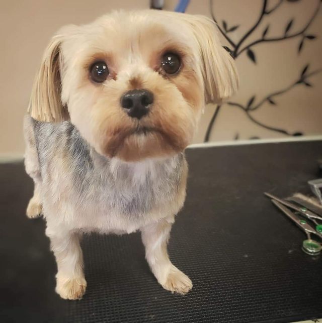 Gallery Fairfield Township, OH Biscuit Bath & Beyond