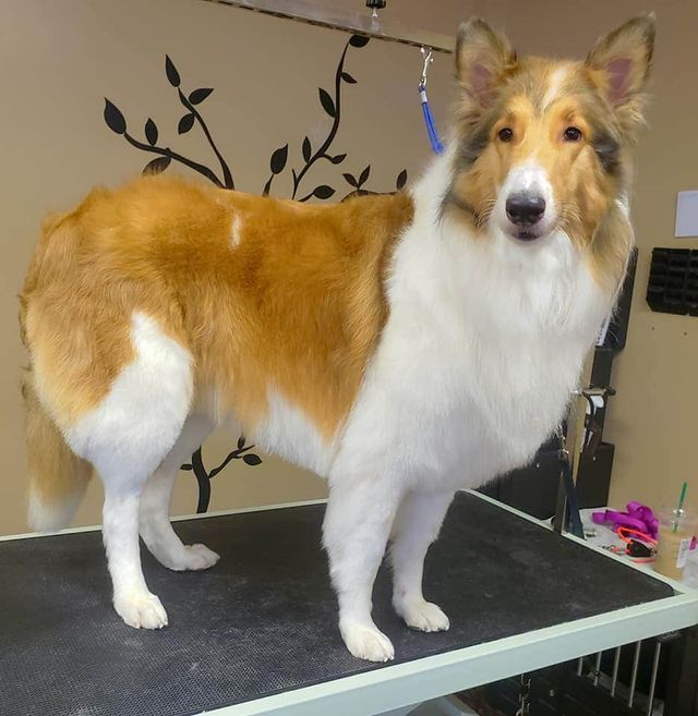 Gallery Fairfield Township, OH Biscuit Bath & Beyond