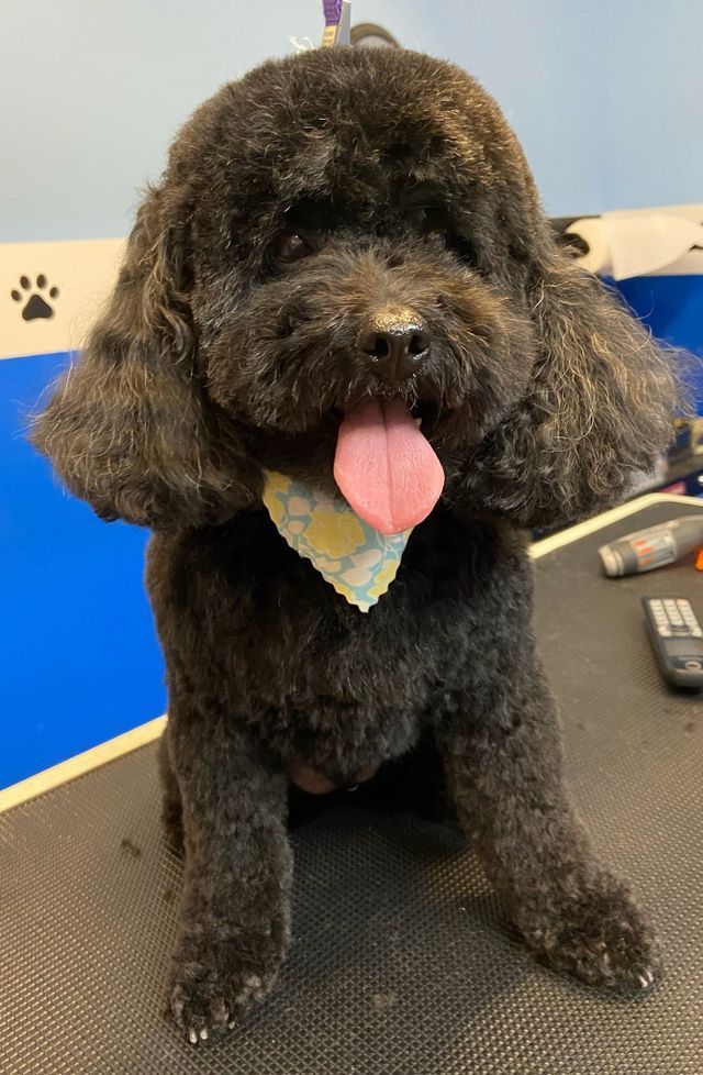 Gallery Fairfield Township, OH Biscuit Bath & Beyond